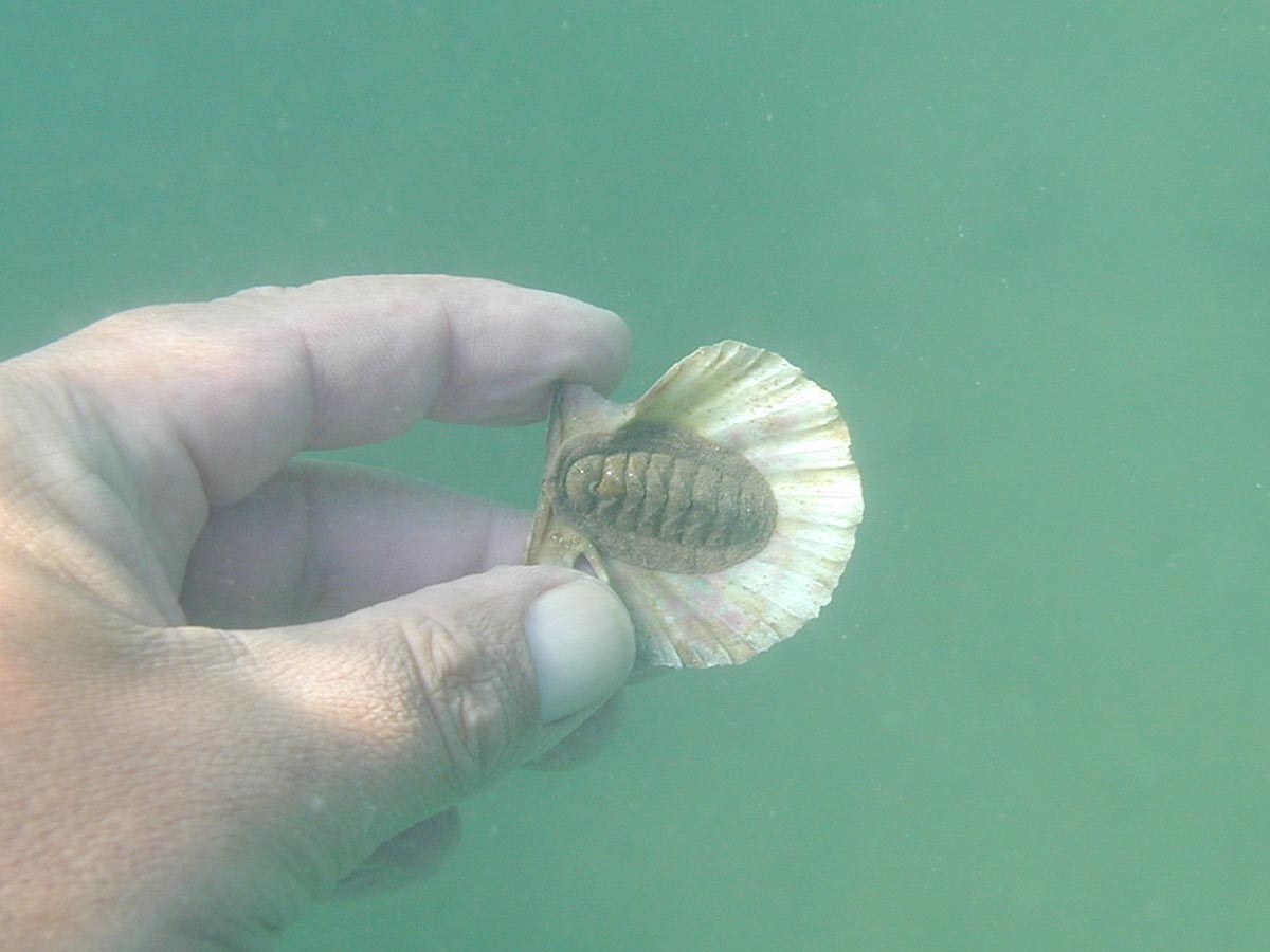 Käferschnecke in Muschelschale